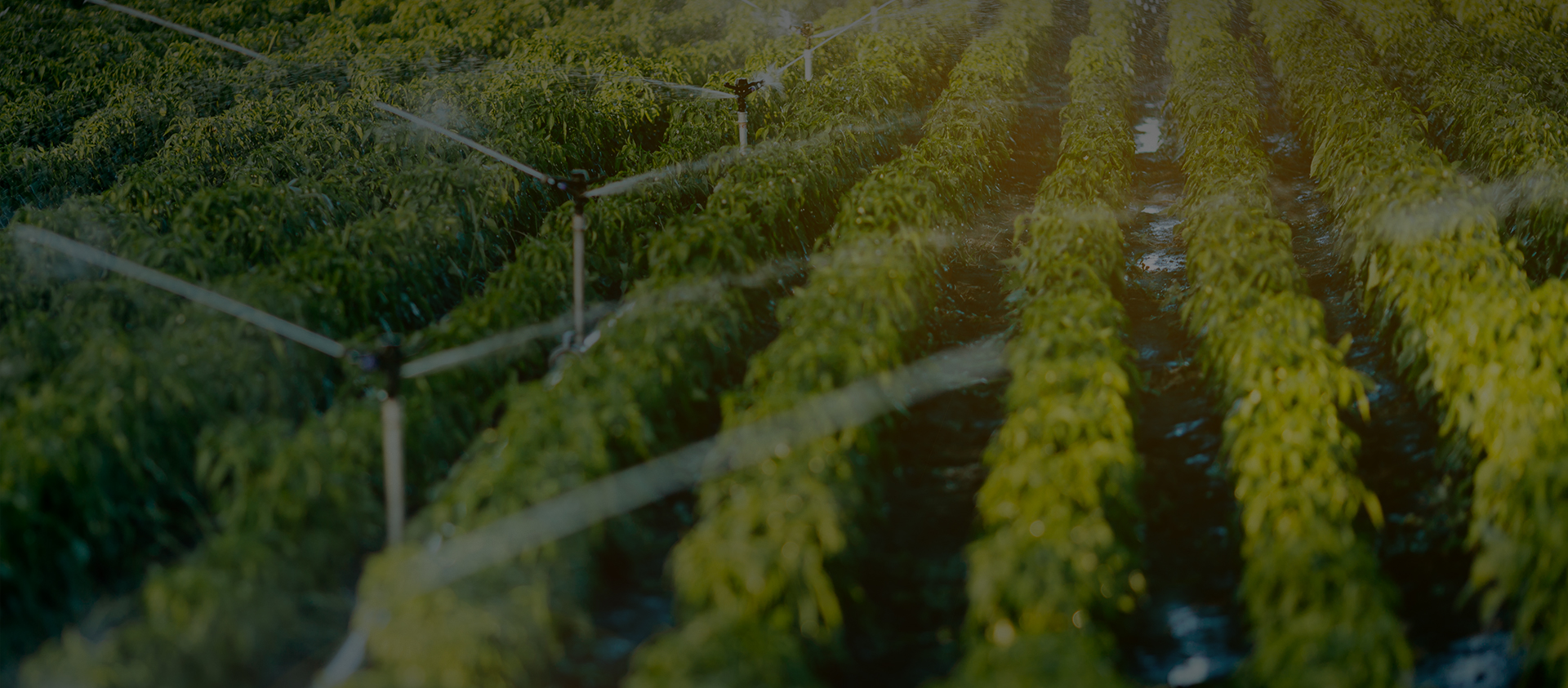 アラホト（浙江）テクノロジー株式会社